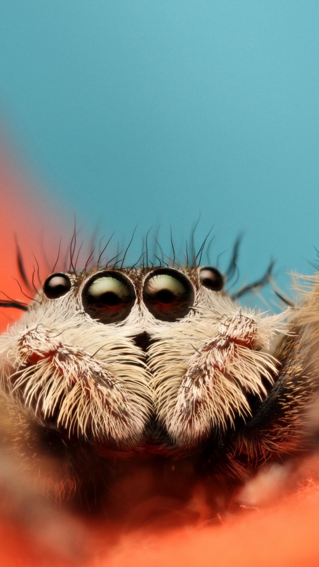 Jumping Spider, 5k, 4k wallpaper, 8k, macro, black, eyes, blue, orange, insects, cute, arachnid (vertical)