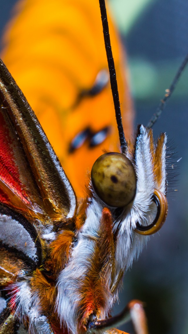 Butterfly, colorful, macro, insects, red, wings, eyes (vertical)