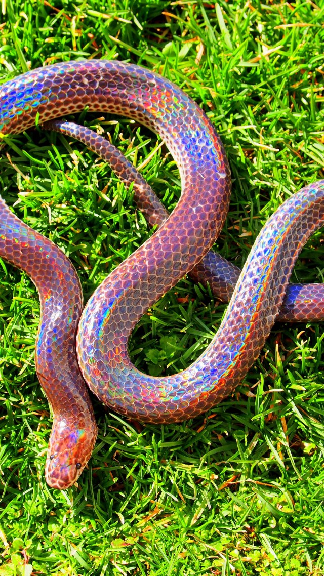 Sunbeam snake, Myanmar, southern China, Philippines, green grass, holographic, amazing, skin, tourism (vertical)