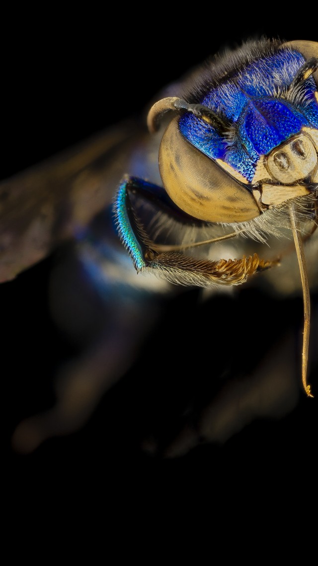 Euglossa Orchid Bee, Mexico, Argentina, macro, blue, green, insects, black background (vertical)