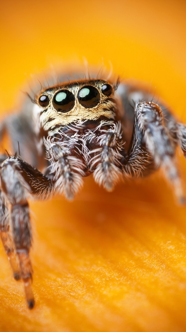 Jumping Spider, macro, black, eyes, yellow, insects, arachnid, cute (vertical)