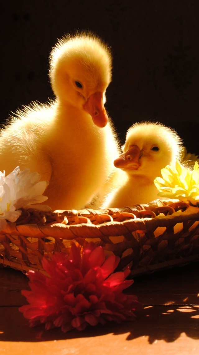 Ducklings, yellow, basket, flowers, sunny day, table, cute, animal, pet (vertical)