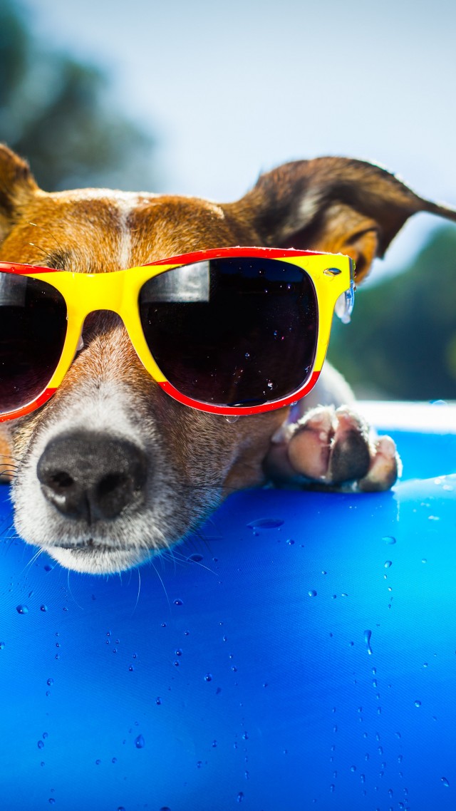 Dog, puppy, duck, glasses, drops, summer, resort, funny, beach, blue (vertical)
