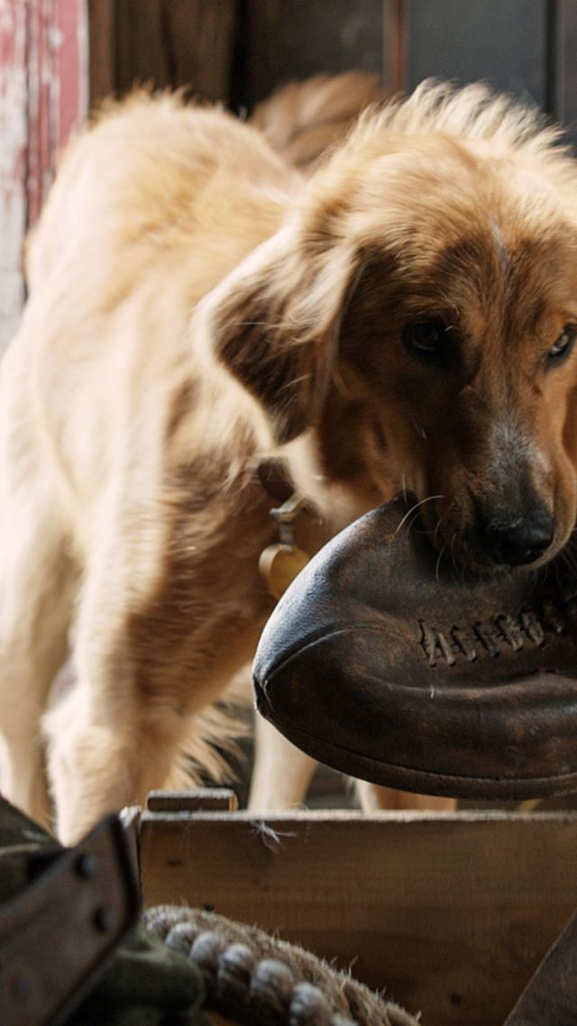 A Dog's Purpose, dog, best movies (vertical)