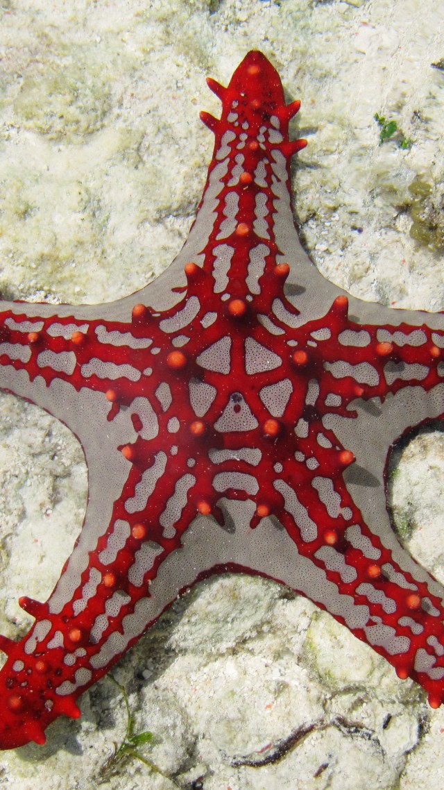Sea Star, Zanzibar, Africa, diving, tourism, underwater, fish, star fish, sealife, World's best diving sites (vertical)