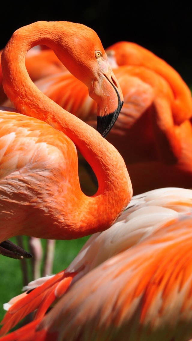 Flamingo, Sun Diego, zoo, bird, red, plumage, tourism, green grass, tourism (vertical)