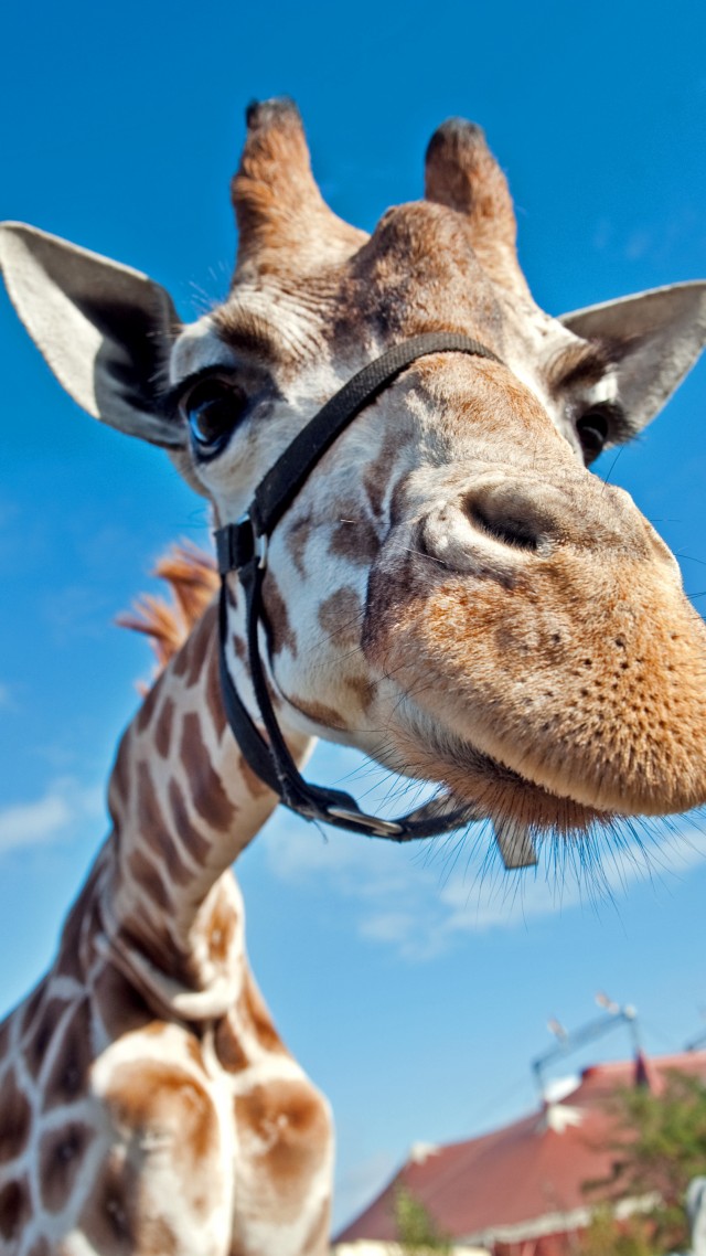 Giraffe, Berolina Circus, Berlin, Germany, blue sky, circus, funny, close-up, tourism (vertical)