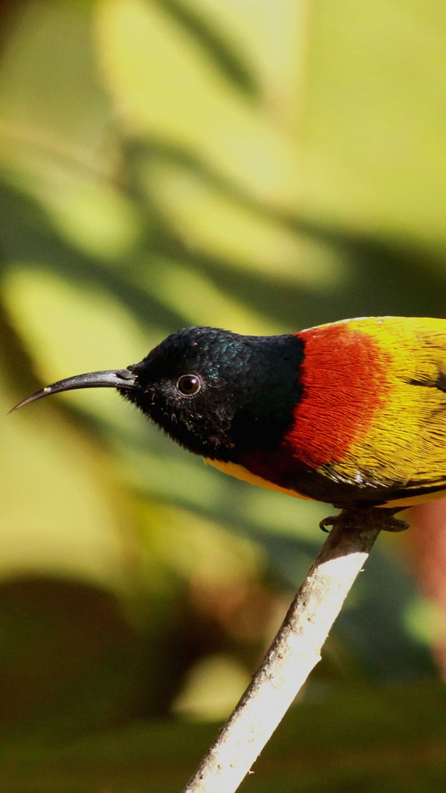Aethopyga nipalensis, Green tailed Sunbird, Eaglenest, Lama сamp Arunachal, Pradesh, India, nature, gree, yellow, bird, tourism (vertical)