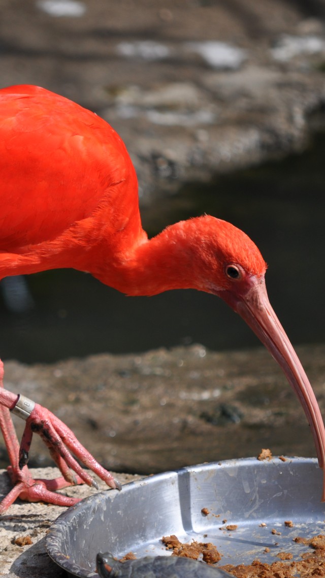 Weird Red Bird, nature, bird, animal, zoo, tourism, pond (vertical)
