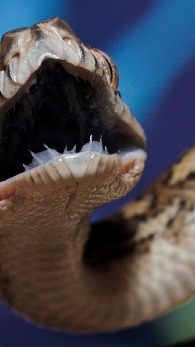 Coastal carpet python, Australia, teeth, tourism, eyes, angry, attack, animal, reptile, blue, grey, brown, snake (vertical)