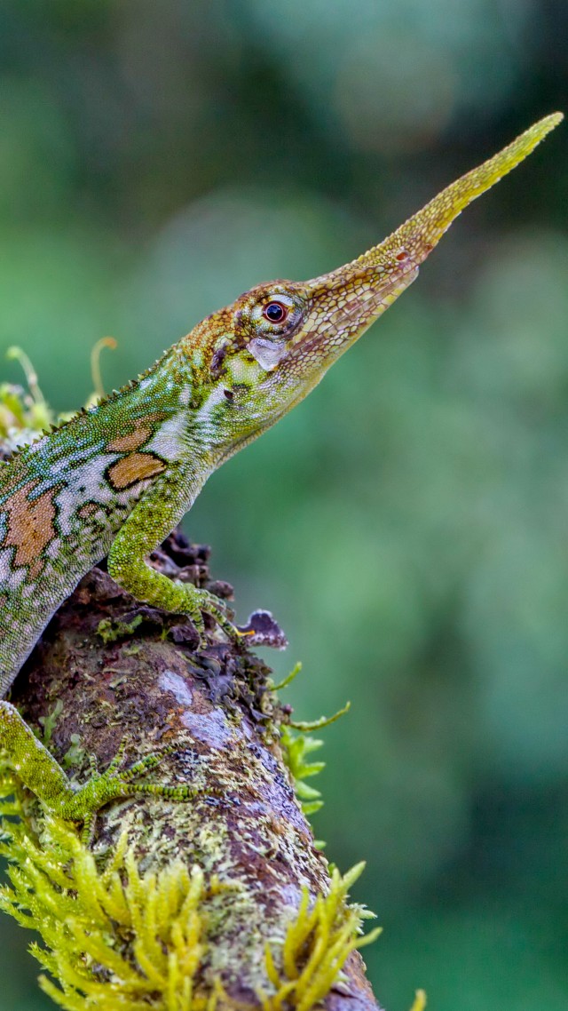 Pinocchio lizard, Ecuador, green, nature, animal, reptiles, tourism (vertical)
