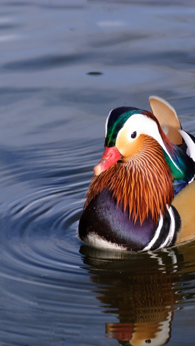 mandarin duck, china, water, lake, tourism, animal, bird (vertical)