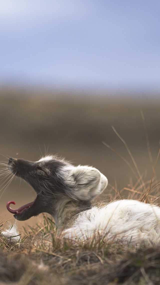 Arctic fox, West Greenland, animal, nature, grey, brown, white, rest, tourism (vertical)
