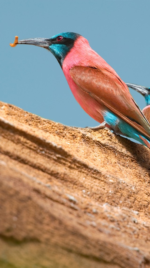 Northern carmine bee-eater, Central African Republic, tourism, branch, pink, red, eyes, nature, animal, birds (vertical)