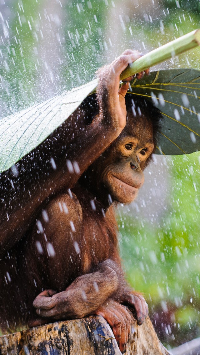 Chimpanzee, Congo River, tourism, banana, leaves, rain, monkey, nature, animal, green (vertical)