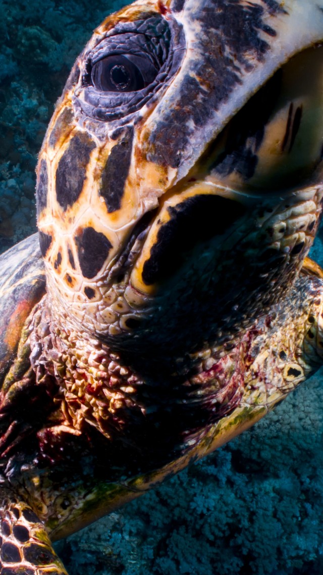 Turtle, Bloody Bay Wall, Little Cayman, Caribbean, , diving, tourism, sea, ocean, water, underwater, gopro, bottom, blue (vertical)