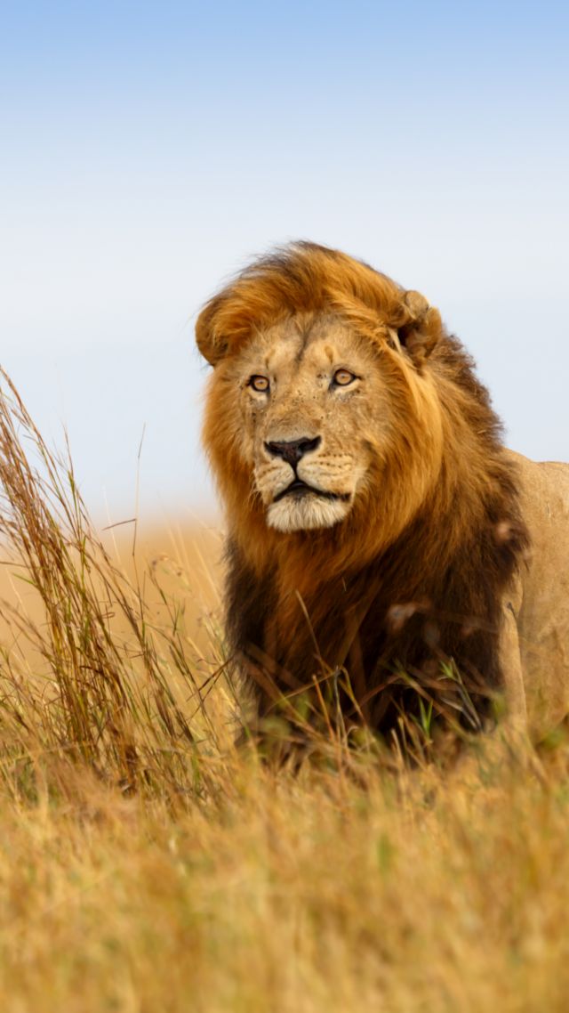 lion, savanna, 5k (vertical)