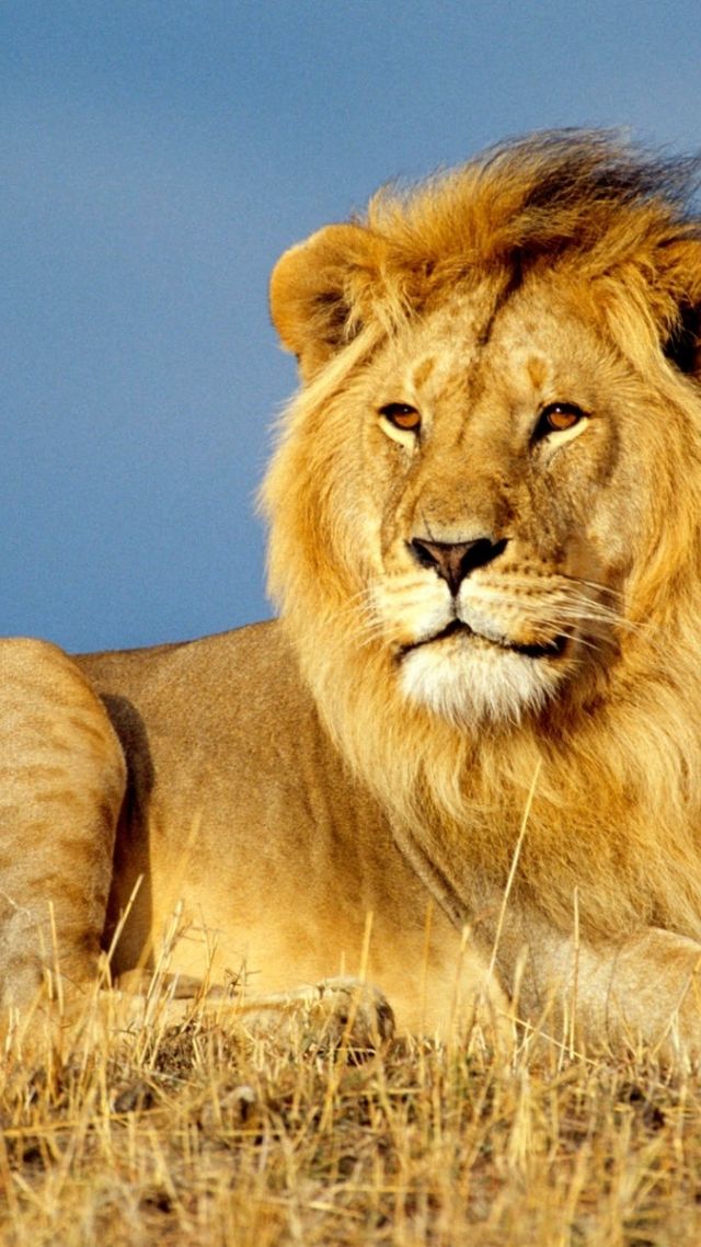lion, savanna, 4k (vertical)