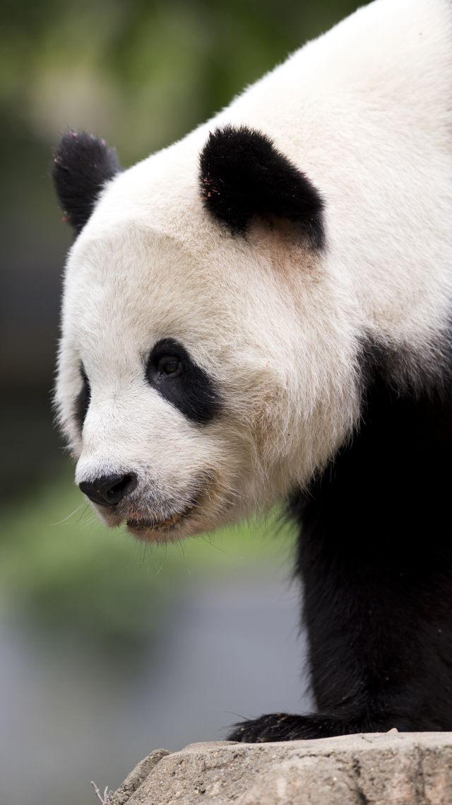 panda, cute animals, 6k (vertical)