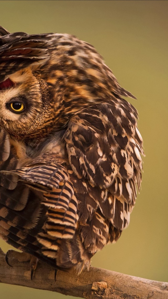 National Geographic, 4k, HD wallpaper, Owl, Funny (vertical)