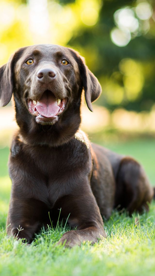 Labrador, dog, 4k (vertical)