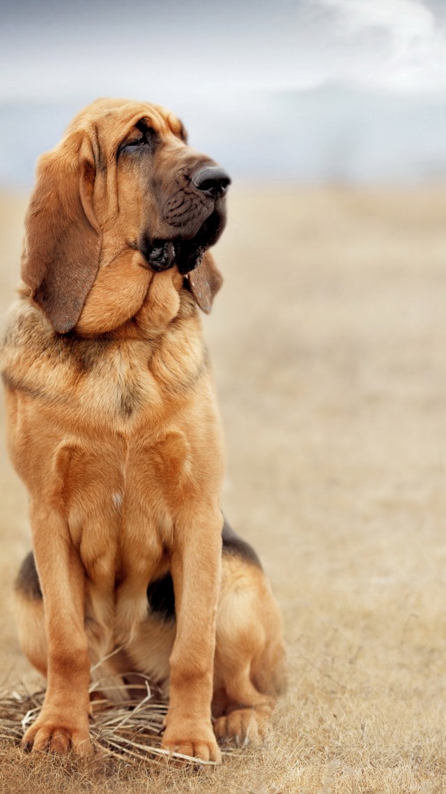 dog, bloodhound, 4k (vertical)