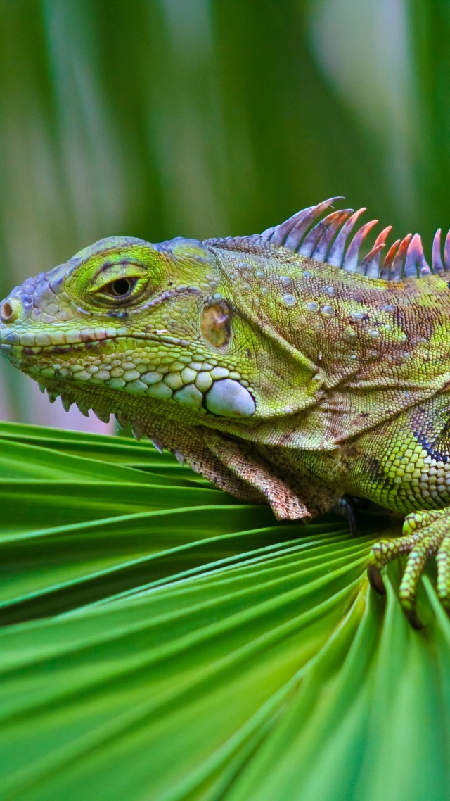 iguana, green, 6k (vertical)