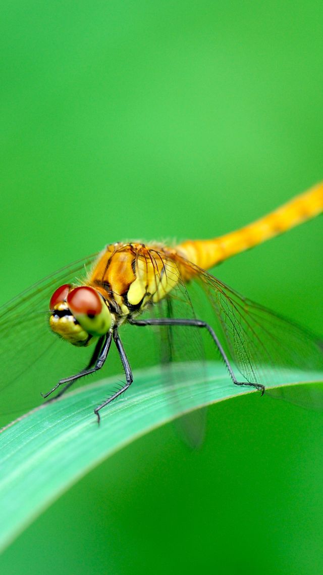 dragonfly, green, 4k (vertical)