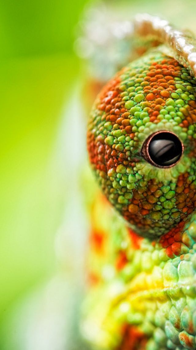 chameleon, eyes, 4k (vertical)