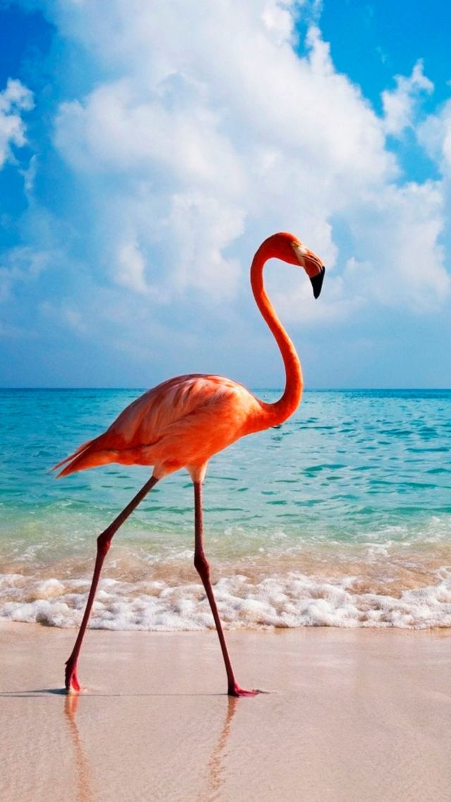 flamingo, bird, beach, ocean, 4k (vertical)