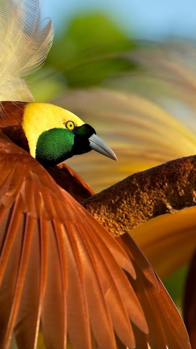 Wallpaper bird of paradise, bird, 4k, Animals #15002