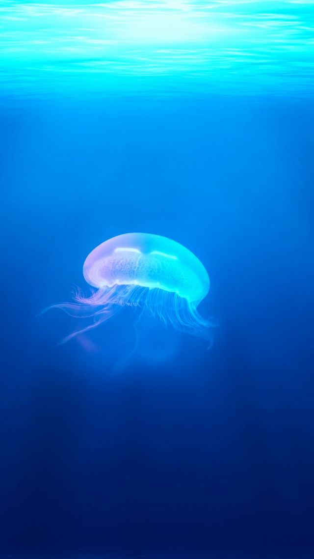 jellyfish, underwater (vertical)