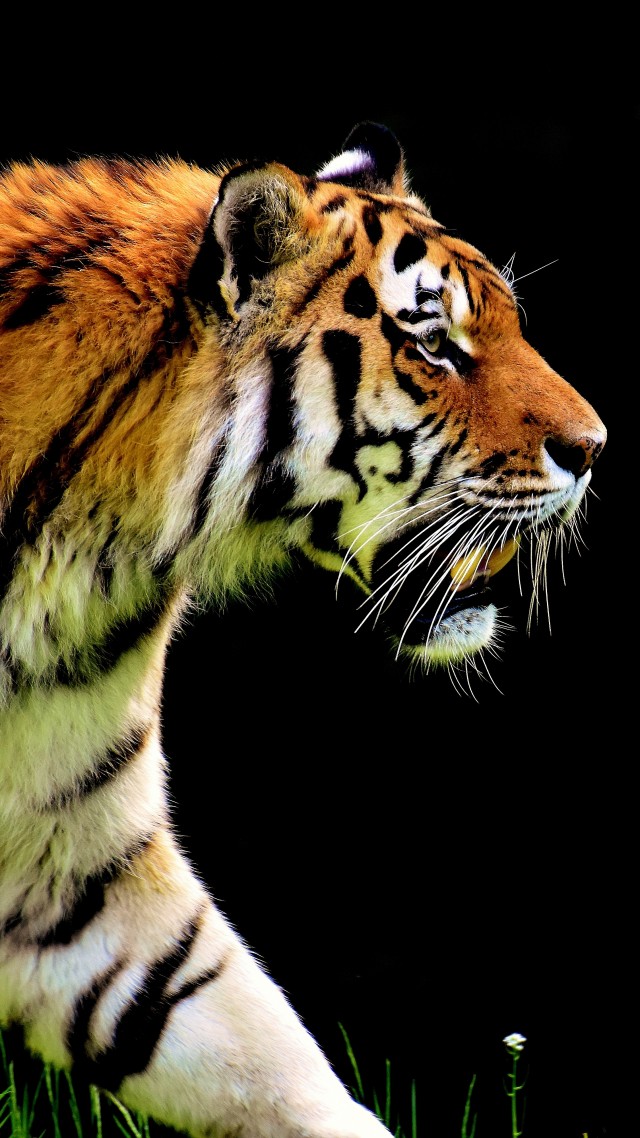 tiger, 4k (vertical)