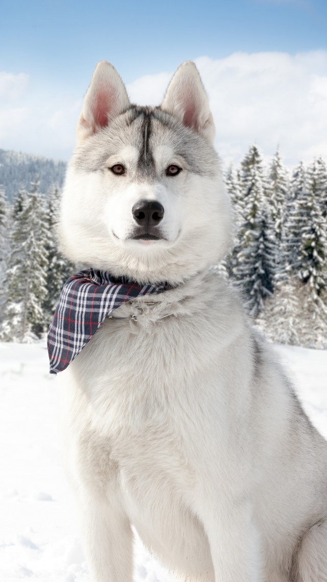 Huskies, Dog, puppy, snow, forest, winter, white, animal, pet,  (vertical)