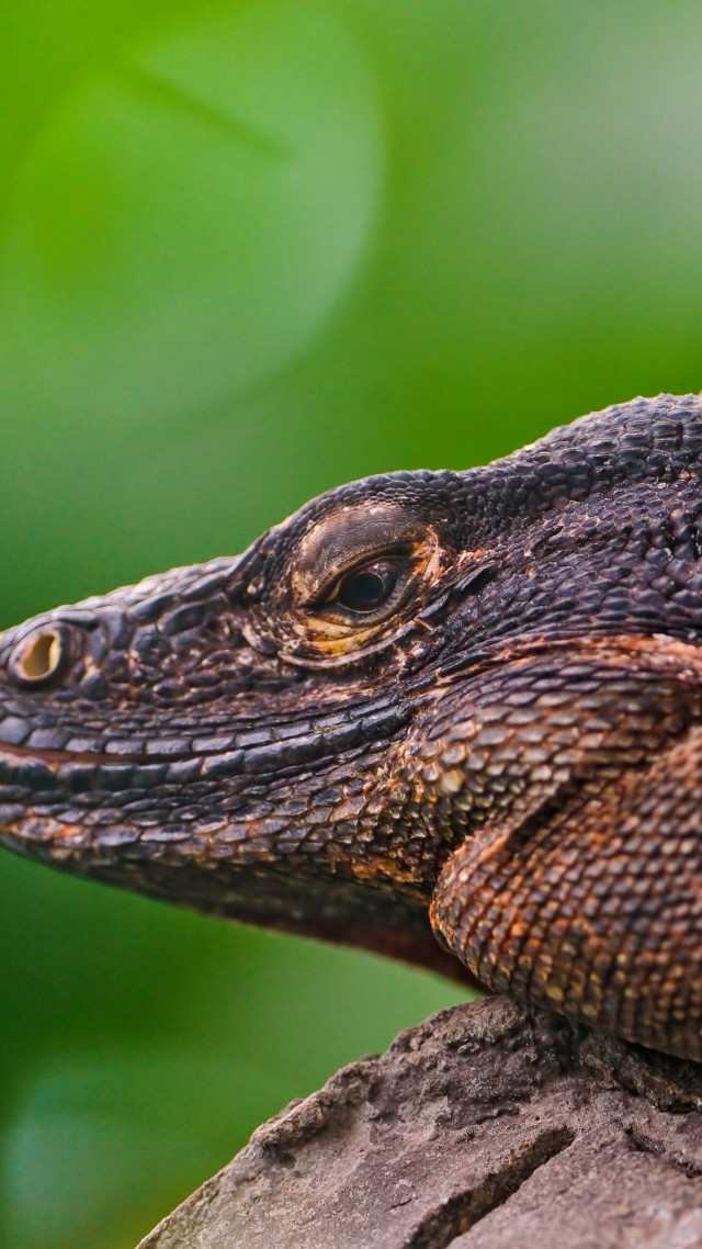 Iguana, Reptile, Lizard, Mexico, Caribbean, Island, green, nature, animal (vertical)