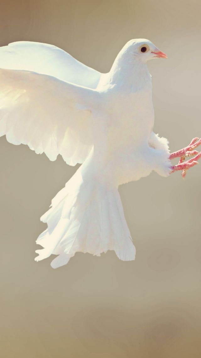 dove, bird, 4k (vertical)