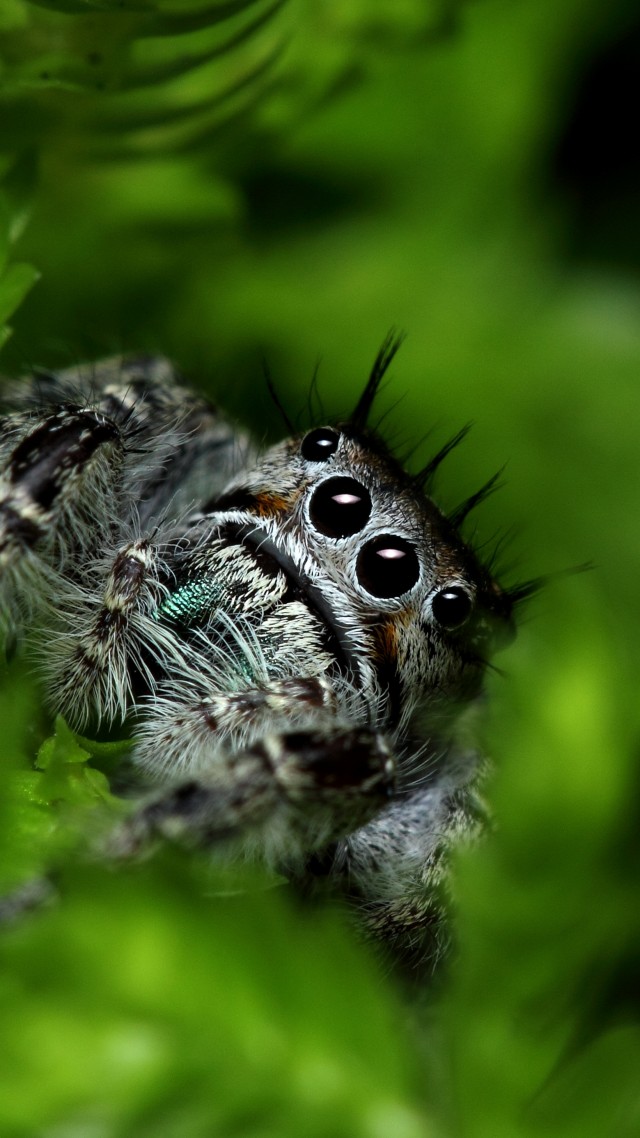 Jumping Spider, eyes, insects, leaves, green, nature, cute (vertical)