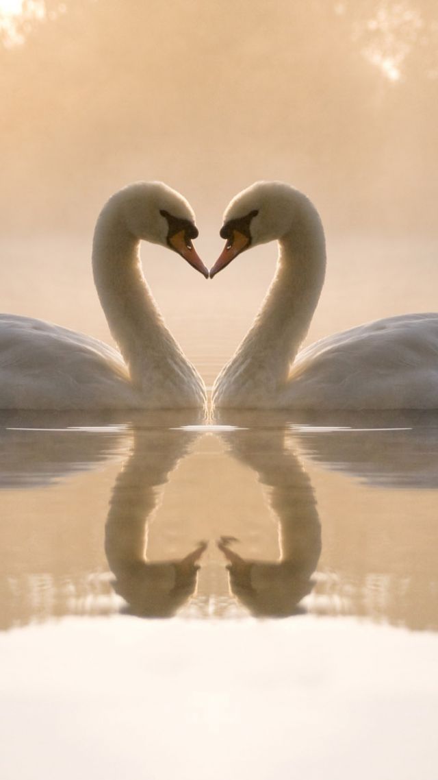 Wallpaper love image, swan, couple, lake, 4k, Animals #15303