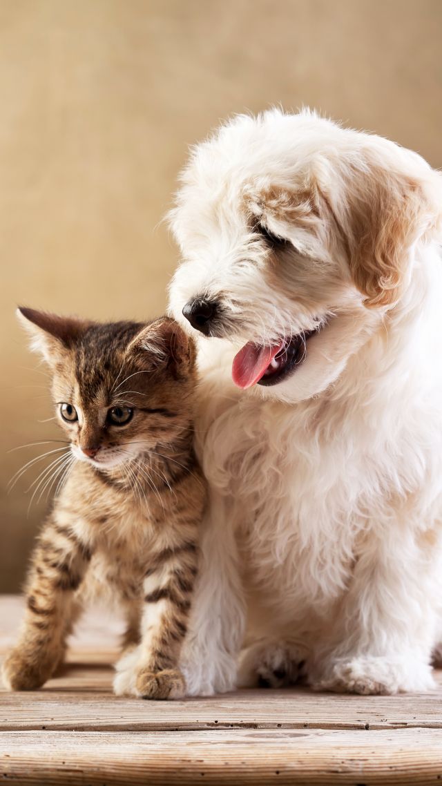 Wallpaper puppy, kitten, funny animals