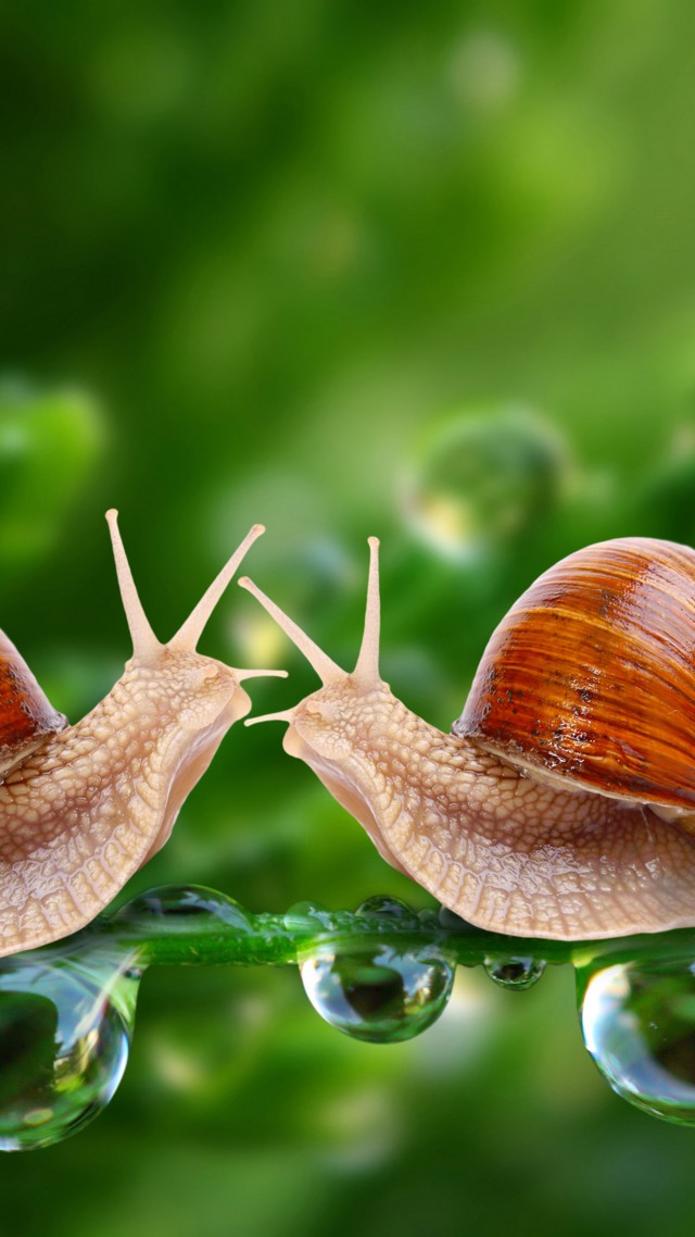 Snail, 5k, 4k wallpaper, water drops, green, nature, insects, close (vertical)
