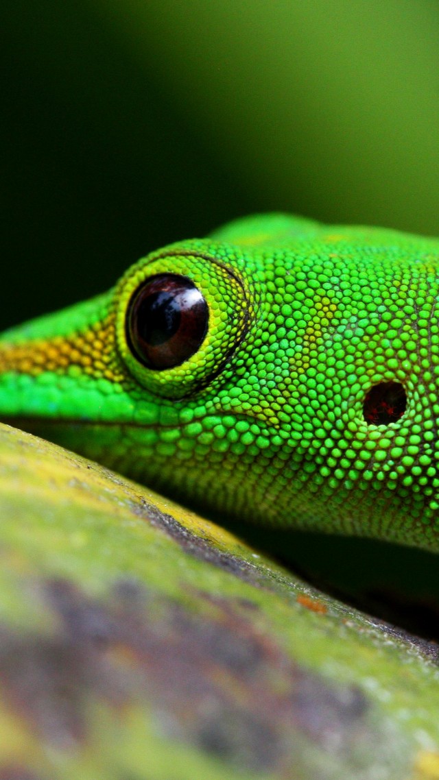 Gecko, reptile, green, 4k (vertical)