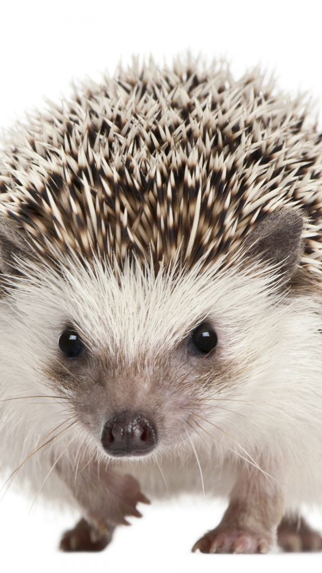 hedgehog, cute animals, 5k (vertical)
