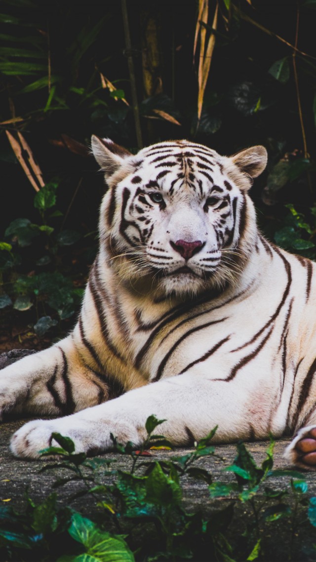 white tiger, 4k (vertical)