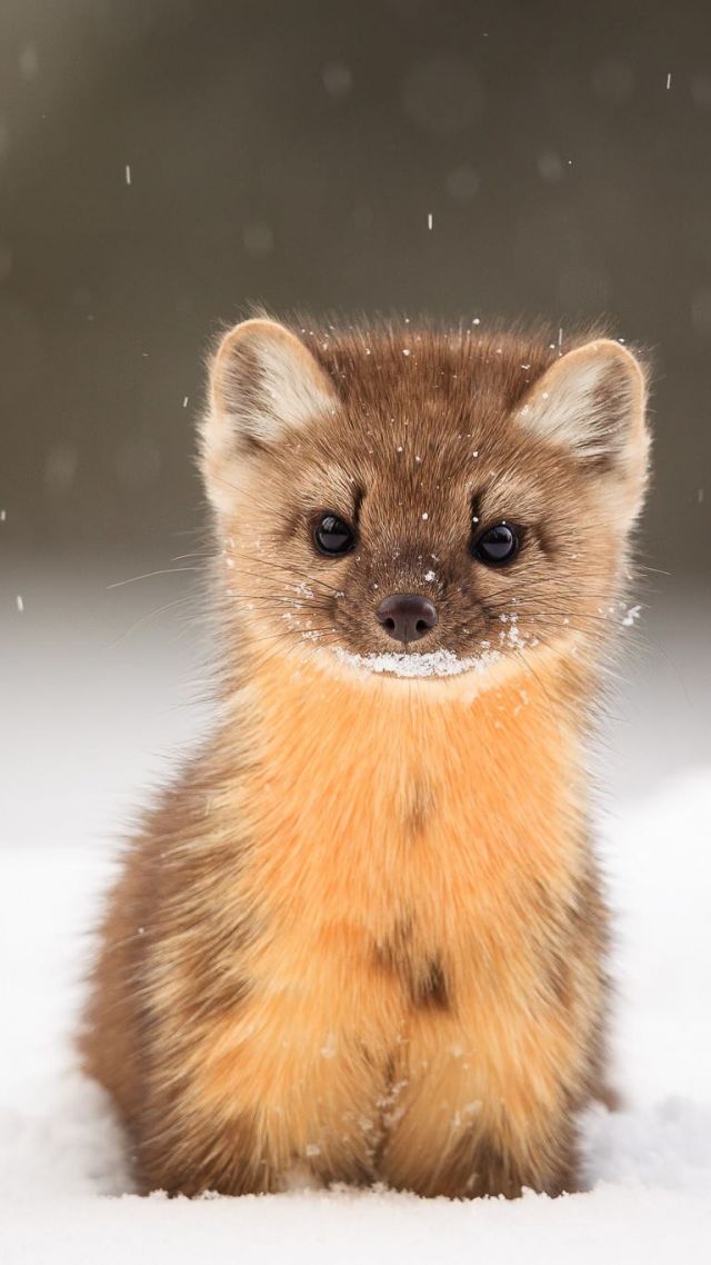 American Marten, snow, cute animals, HD (vertical)