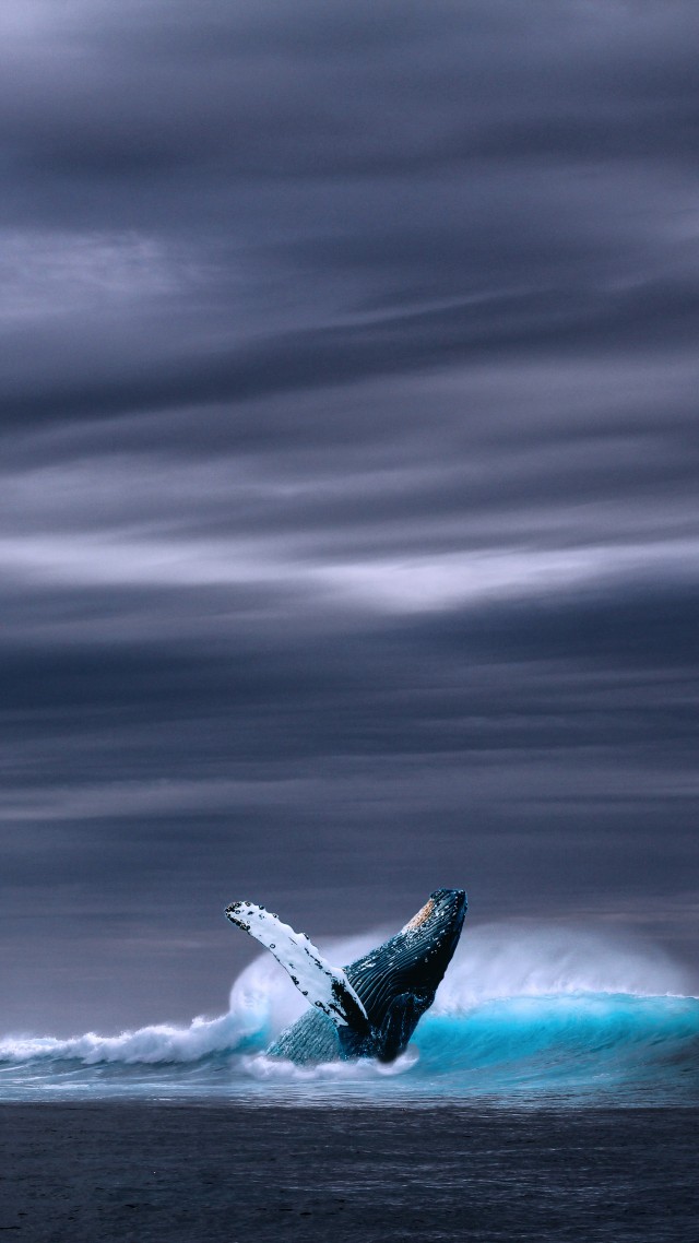 whale, ocean, sky, 5k (vertical)