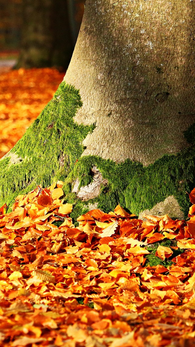 leaves, tree, autumn, 5k (vertical)