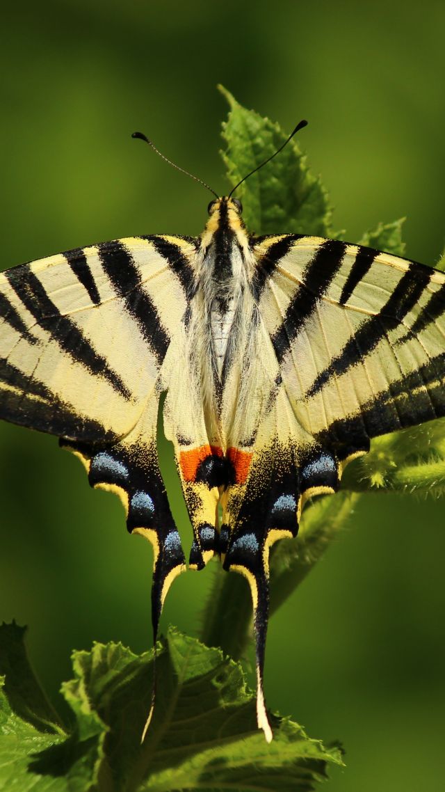 butterfly, green, 5k (vertical)