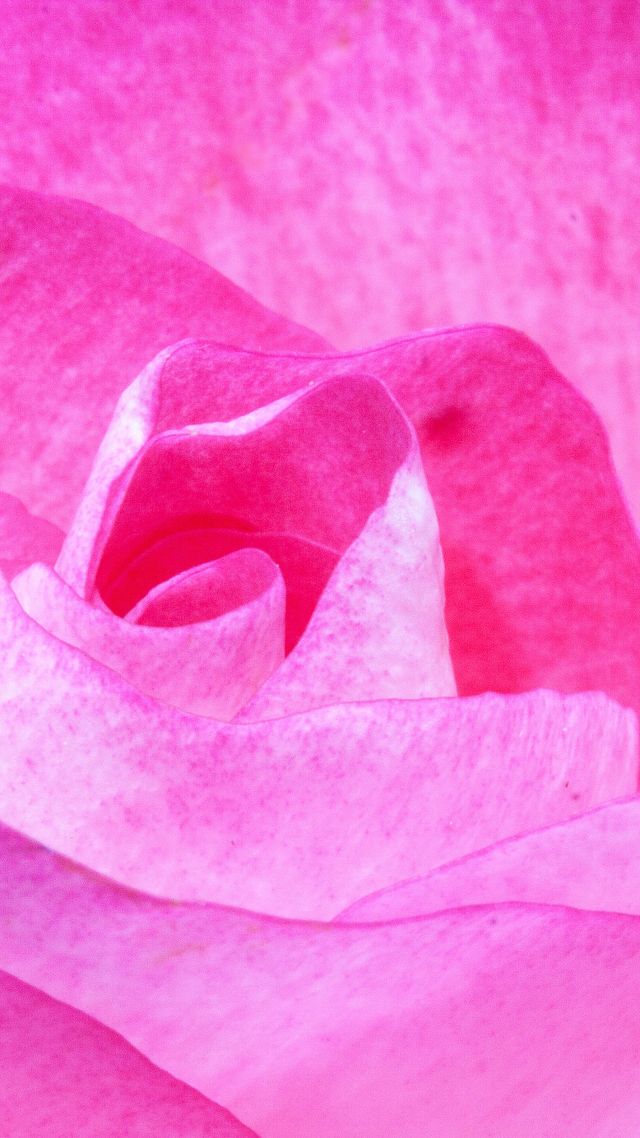 flower, rose, pink, 4k (vertical)
