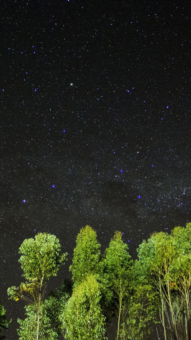 night, stars, sky, trees, 4k (vertical)
