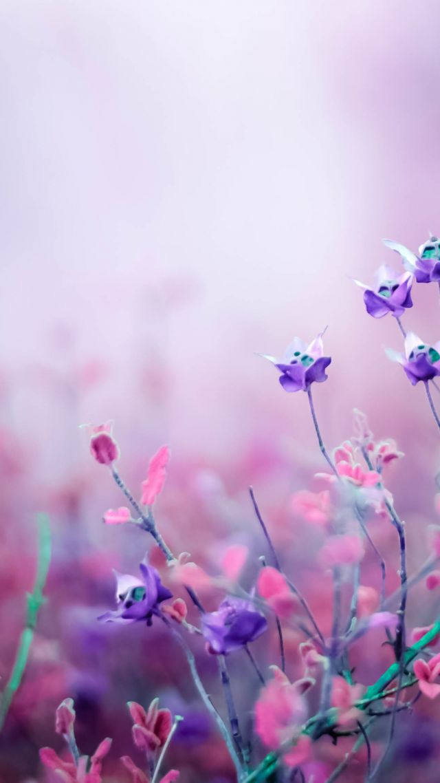 flowers, purple, 4k (vertical)